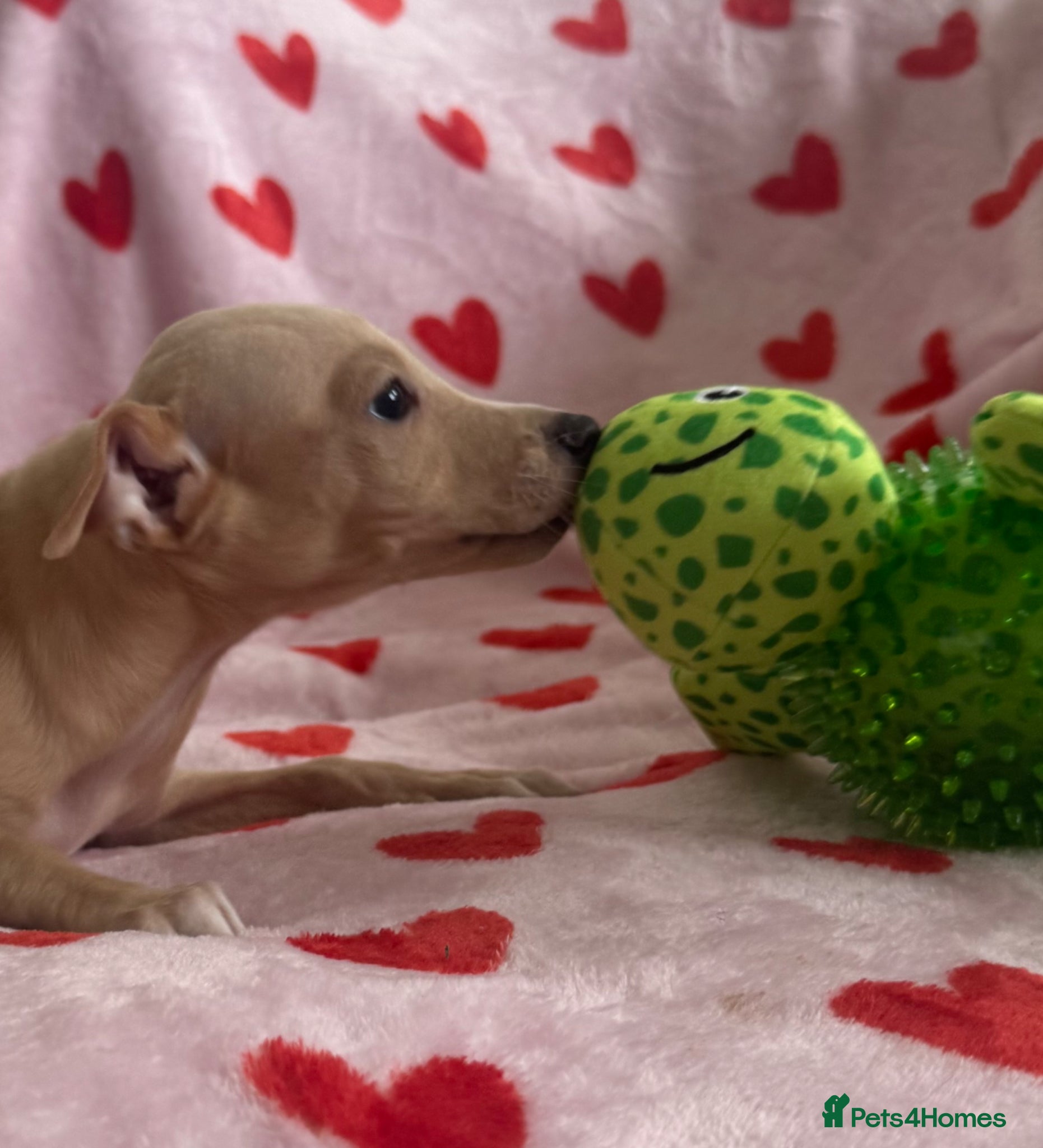 Italian Greyhound dogs Last boy 🏡 KC registered Italian greyhounds 🏡 - Advert 11