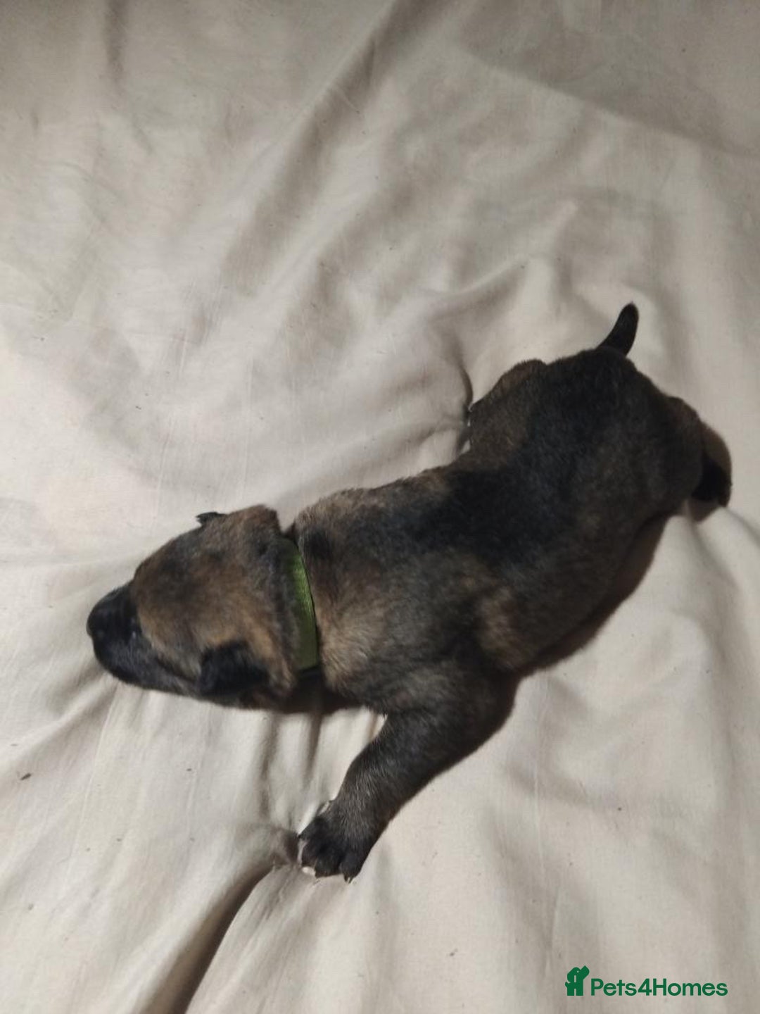 German Shepherd dogs for sale: German shepherd puppy’s kennel club registered  - Advert 33