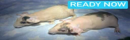 Guinea Pig rodents for sale: Skinny Pig Boars  - Advert 3