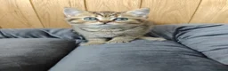 Scottish Fold cats for sale: Scottish fold and straight kittens. - Advert 10