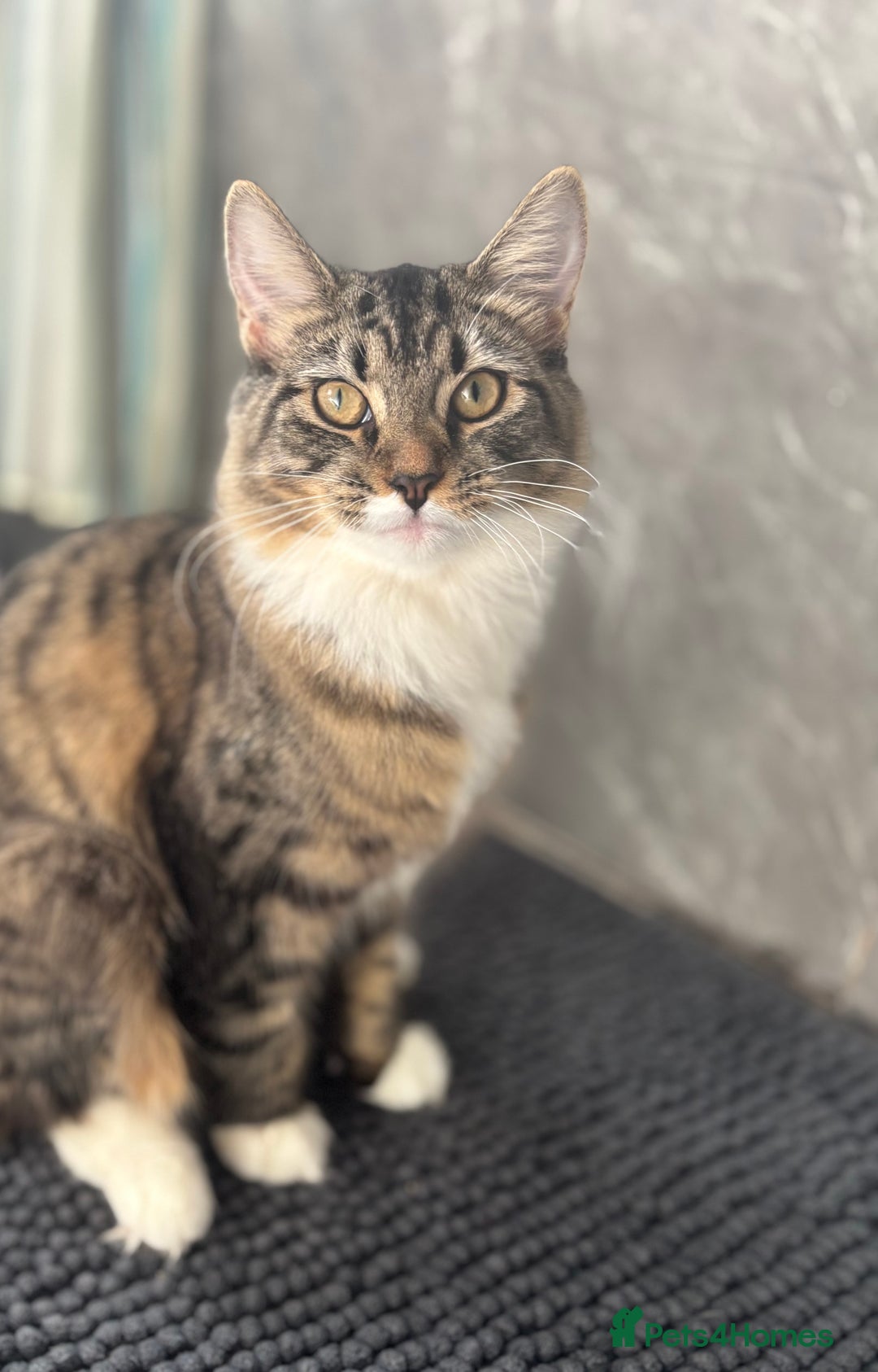 Domestic Shorthair cats for sale: Urgent Rehome - Beautiful Tabby Cat  - Image 2