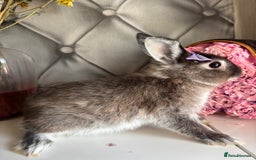 Netherland Dwarf rabbits for sale: Pure bred netherland dwarf babies  - Image 19