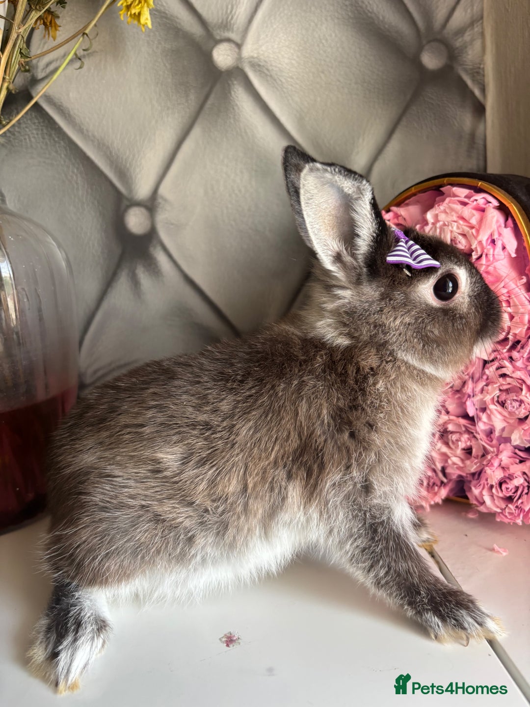 Netherland Dwarf rabbits for sale: Pure bred netherland dwarf babies  - Image 19