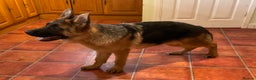 German Shepherd dogs for sale: Outstanding specimen German Shepherd  - Advert 22