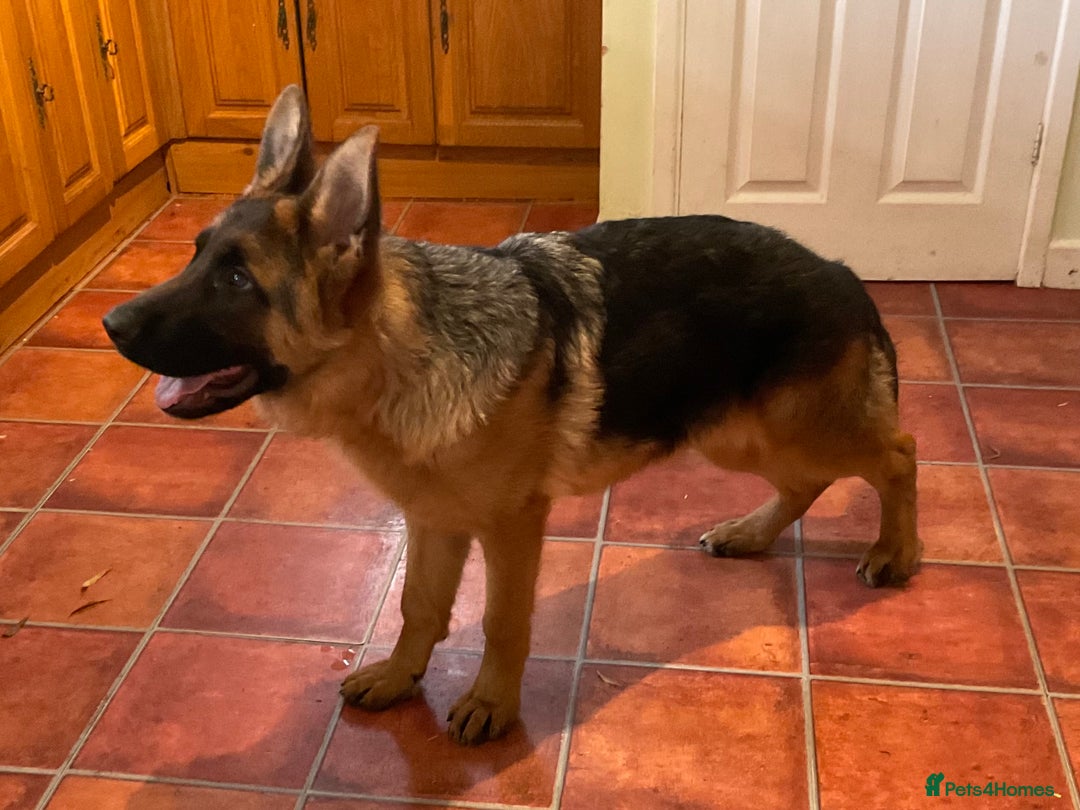 German Shepherd dogs for sale: Outstanding specimen German Shepherd  - Advert 22