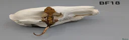 Gecko reptiles for sale: Red Harlequin Crested Gecko CB26 - Advert 3