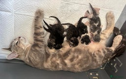 Ragdoll cats for sale: Ragdoll cross kittens - Image 3
