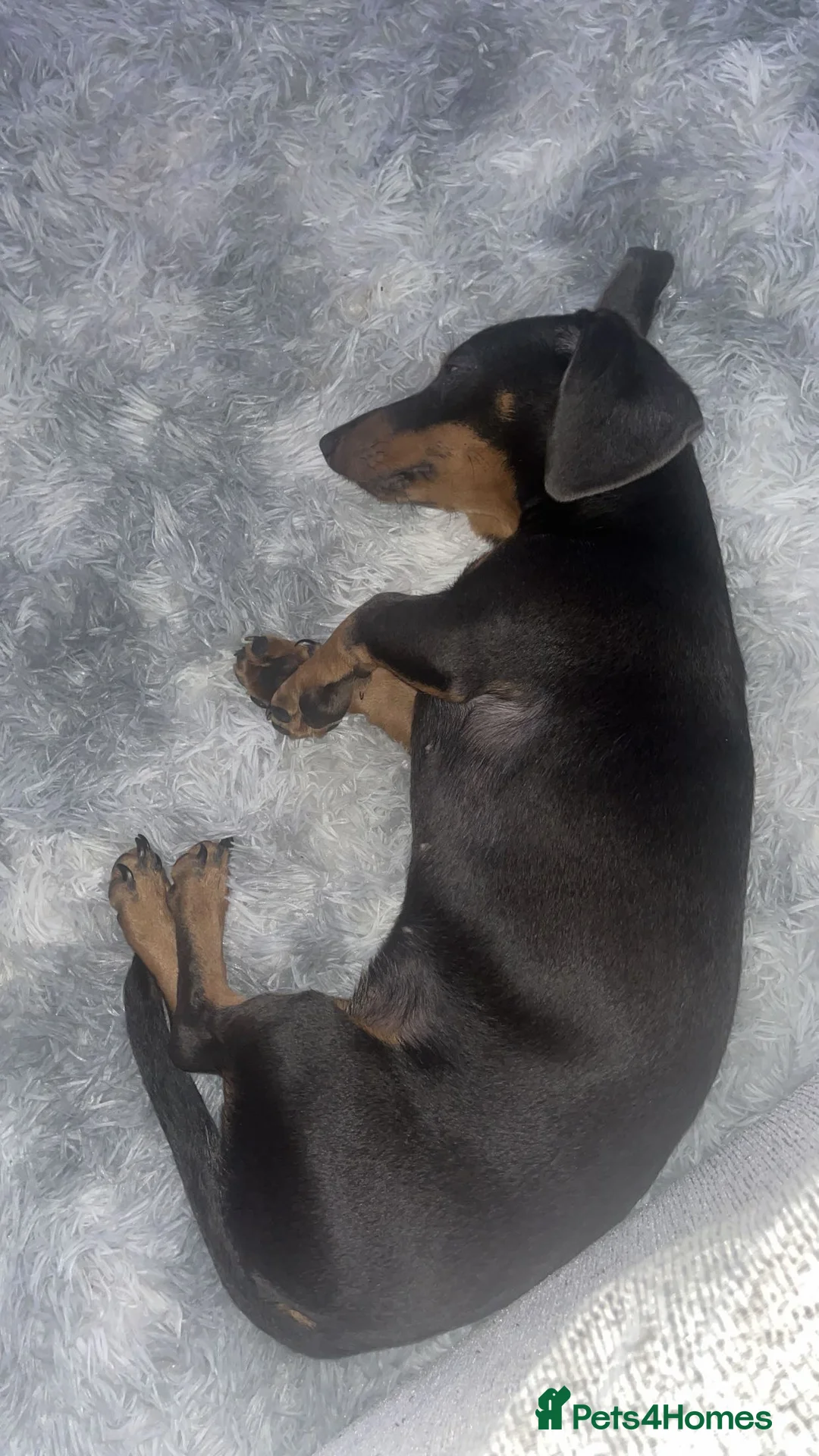 Dachshund dogs for sale: Female intact full size dachshund  in Birmingham - Advert 5