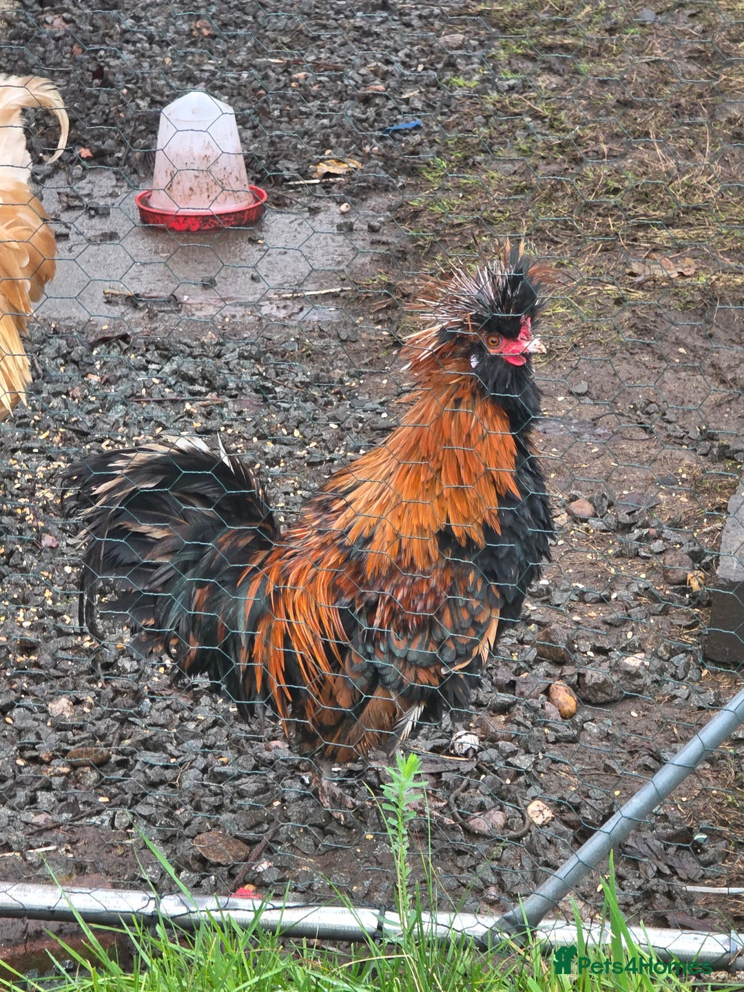 Chickens poultry for sale: Polish Chickens - Advert 2