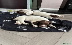 English Springer Spaniel dogs for sale: Kc springer puppies  - Image 9