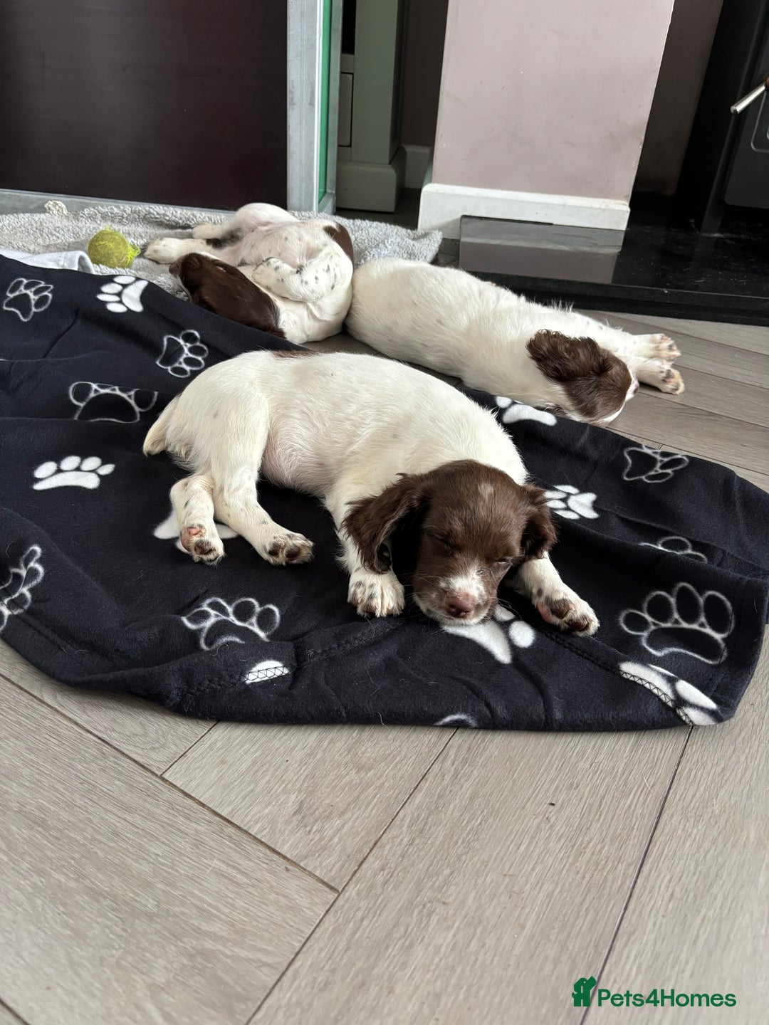 English Springer Spaniel dogs for sale: Kc springer puppies  - Image 9