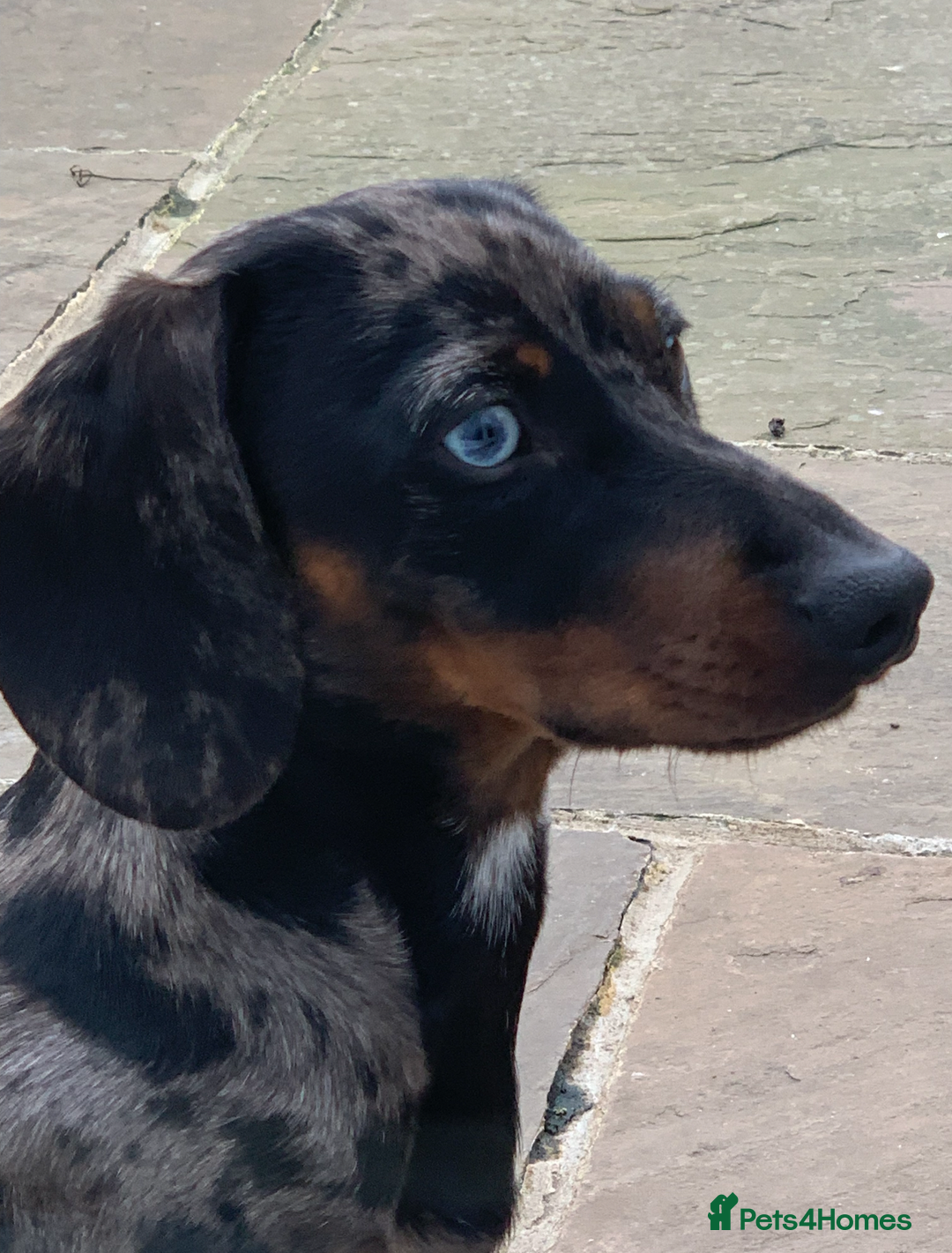 Miniature Dachshund dogs for stud: KC REGISTERED true miniature dachshund for stud in Sittingbourne - Advert 2