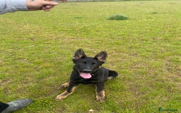 German Shepherd dogs for sale: Carp! - Image 1