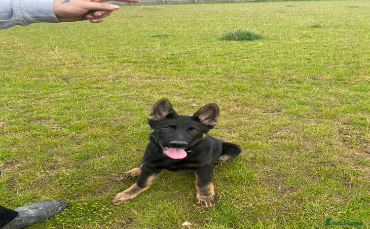 German Shepherd dogs - Advert 2