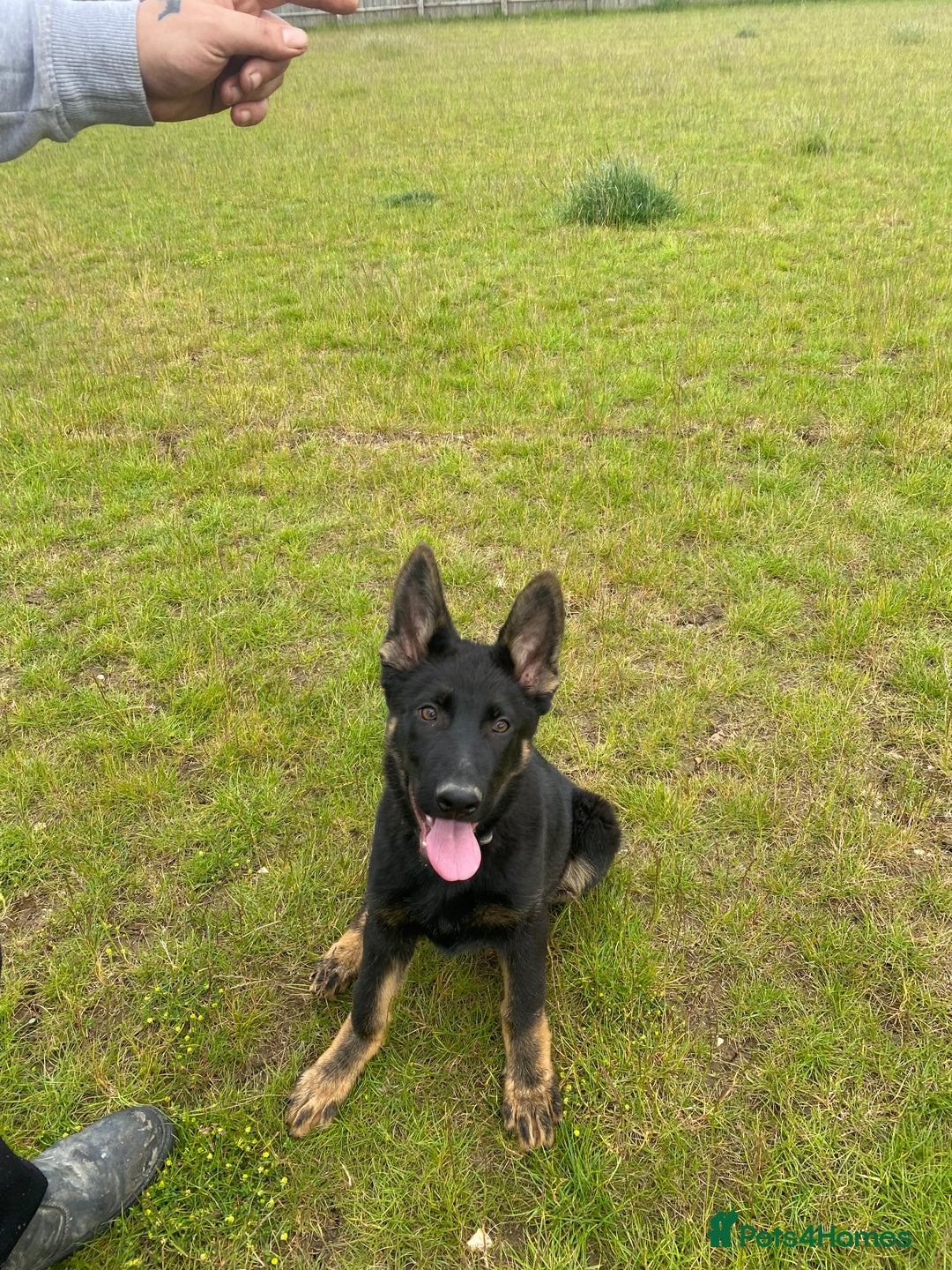 German Shepherd dogs for sale: Carp! - Image 1