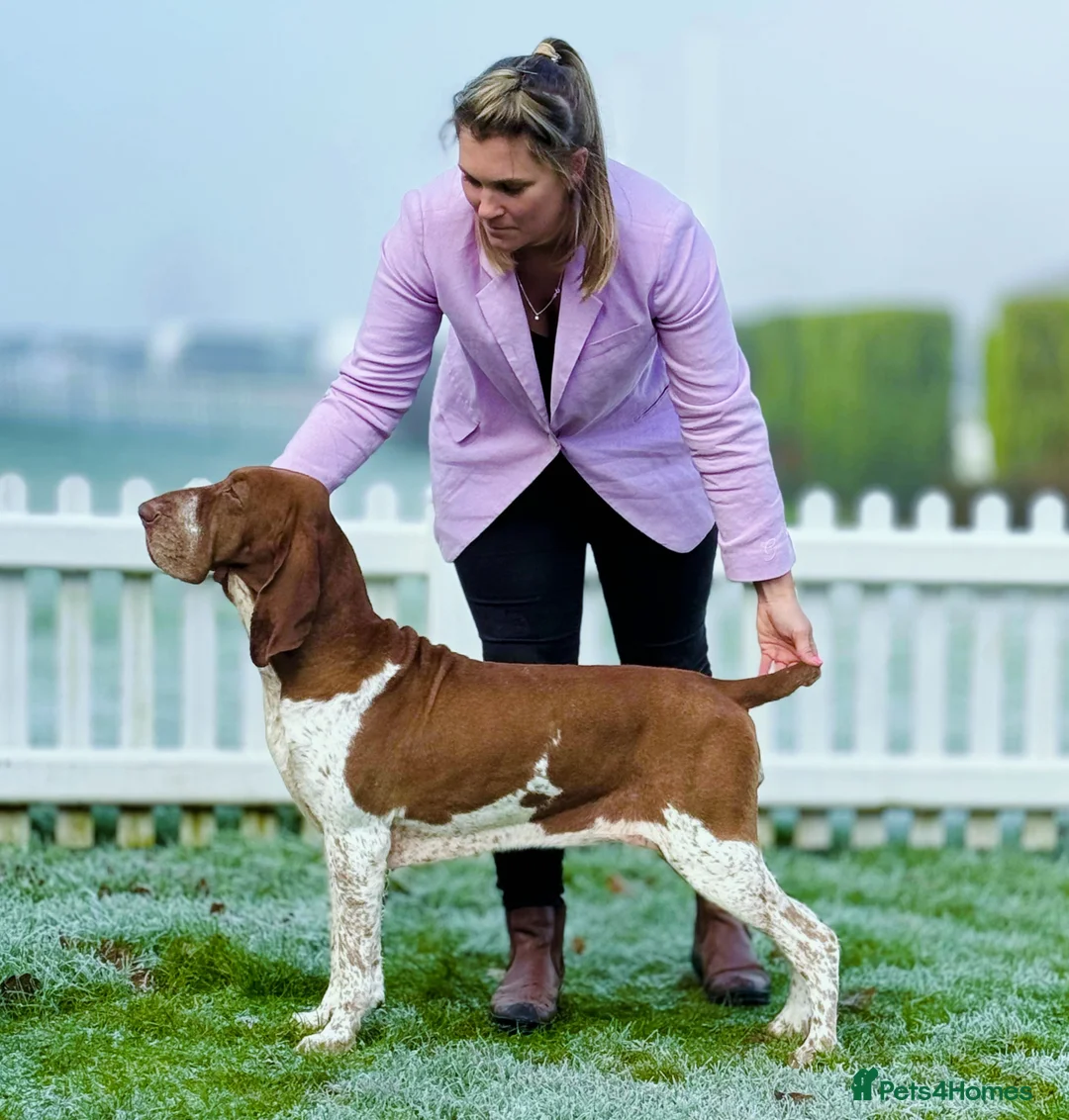 Bracco Italiano dogs for sale: One female puppy available for reservation  - Advert 7