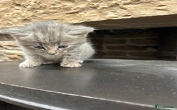 Mixed Breed cats for sale: Farm kittens - Advert 5