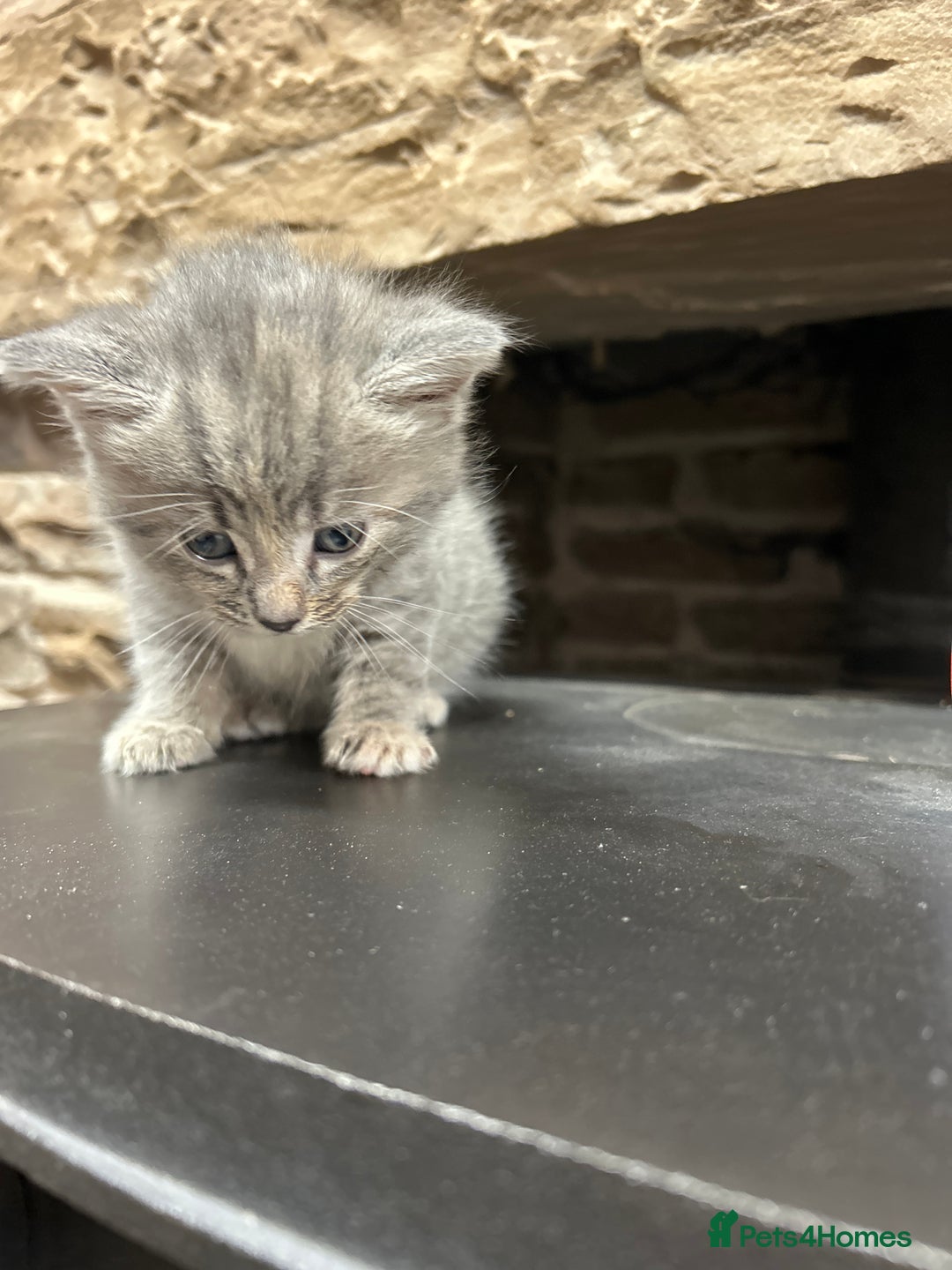 Mixed Breed cats for sale: Farm kittens - Advert 5
