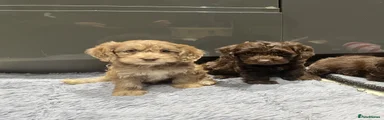 Cockapoo 5