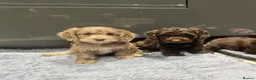 Cockapoo dogs for sale: ❤️Gorgeous F1 Cockapoo,❤️READY TO LEAVE ❤️ - Advert 14