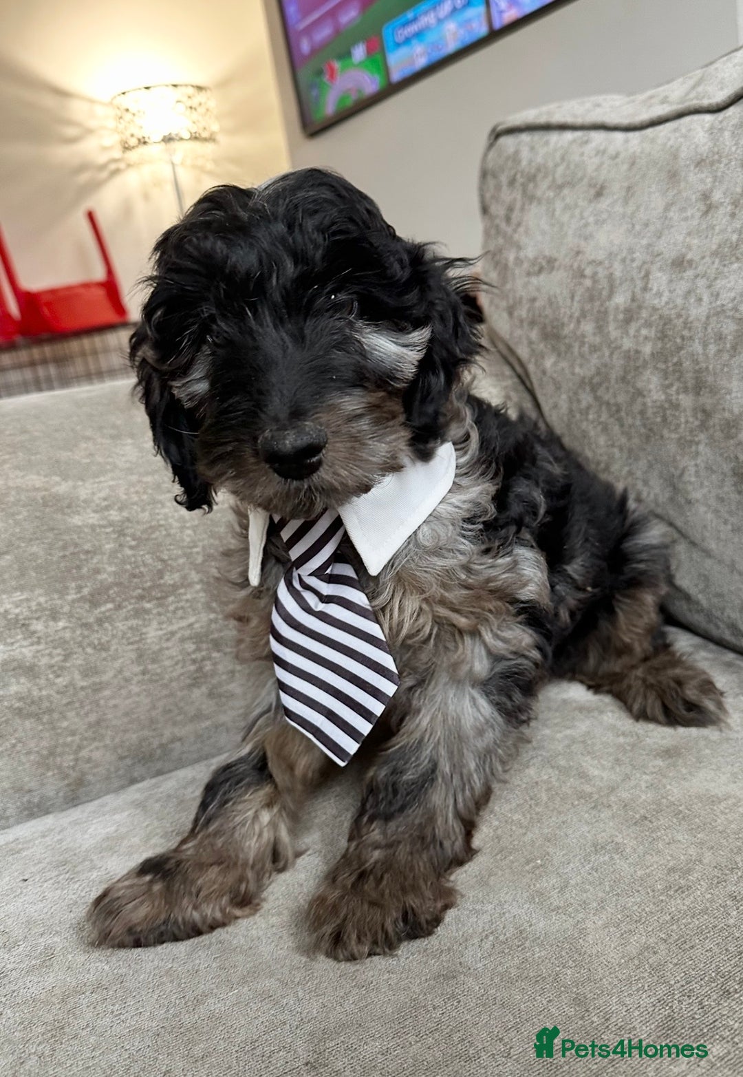 Cockapoo dogs for sale: Outstanding Cockapoos’s  - Advert 20