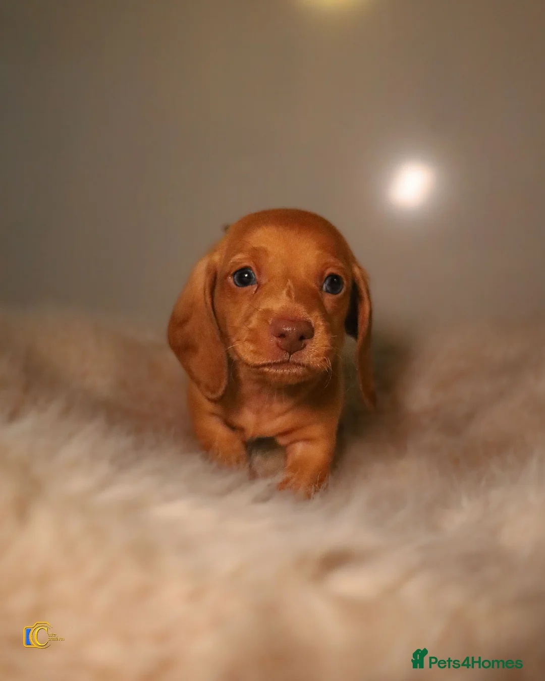 Miniature Dachshund dogs for sale: Beautiful Miniature Dachshunds in London - Advert 12
