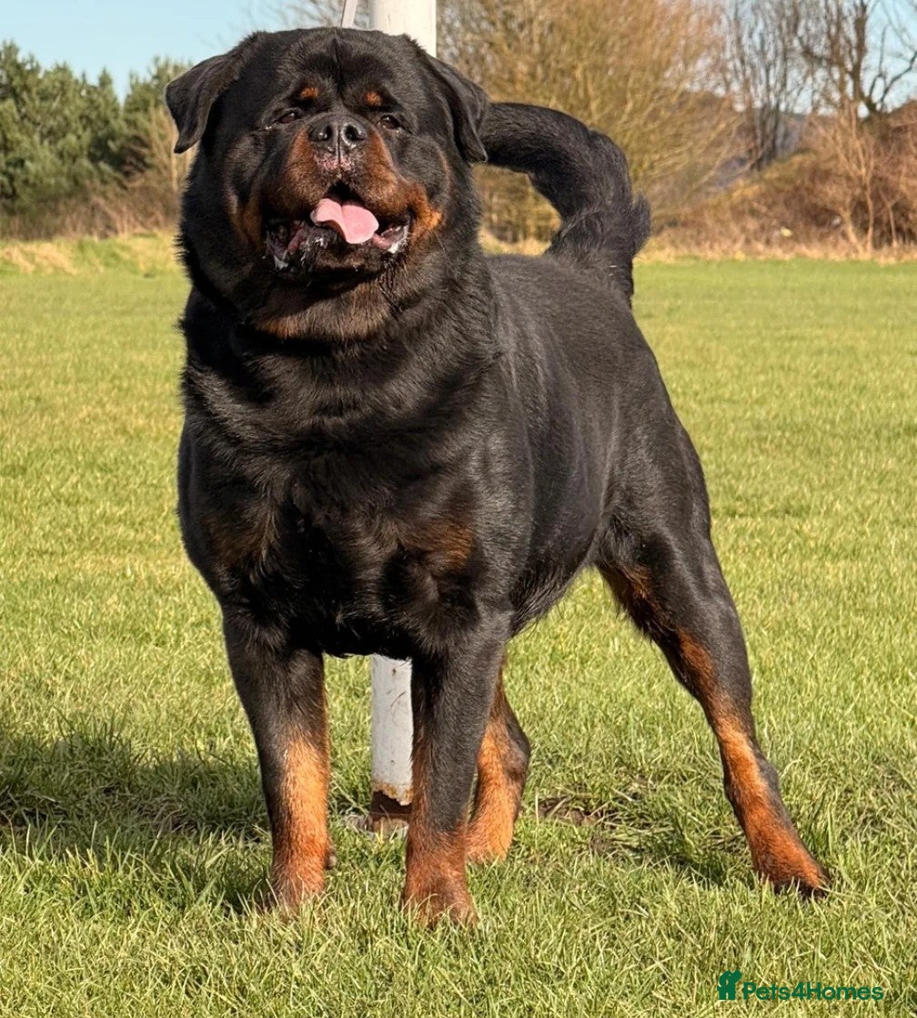 Rottweiler dogs for sale: Female Rottweiler pup for sale  - Advert 11