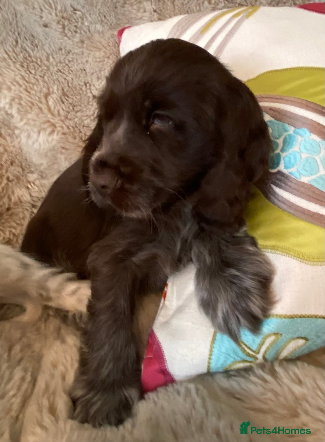 Cocker Spaniel dogs for sale: Adorable show cocker puppies - Image 25