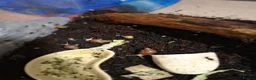 Snails invertebrates for sale: Baby Giant African Land Snails in Okehampton - Advert 5