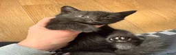 Mixed Breed cats for sale: Mane coon cross kittens  - Advert 4