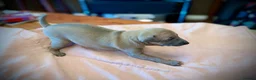 Italian Greyhound dogs for sale: KC Registered Italian Greyhound Girl Puppies - Advert 16