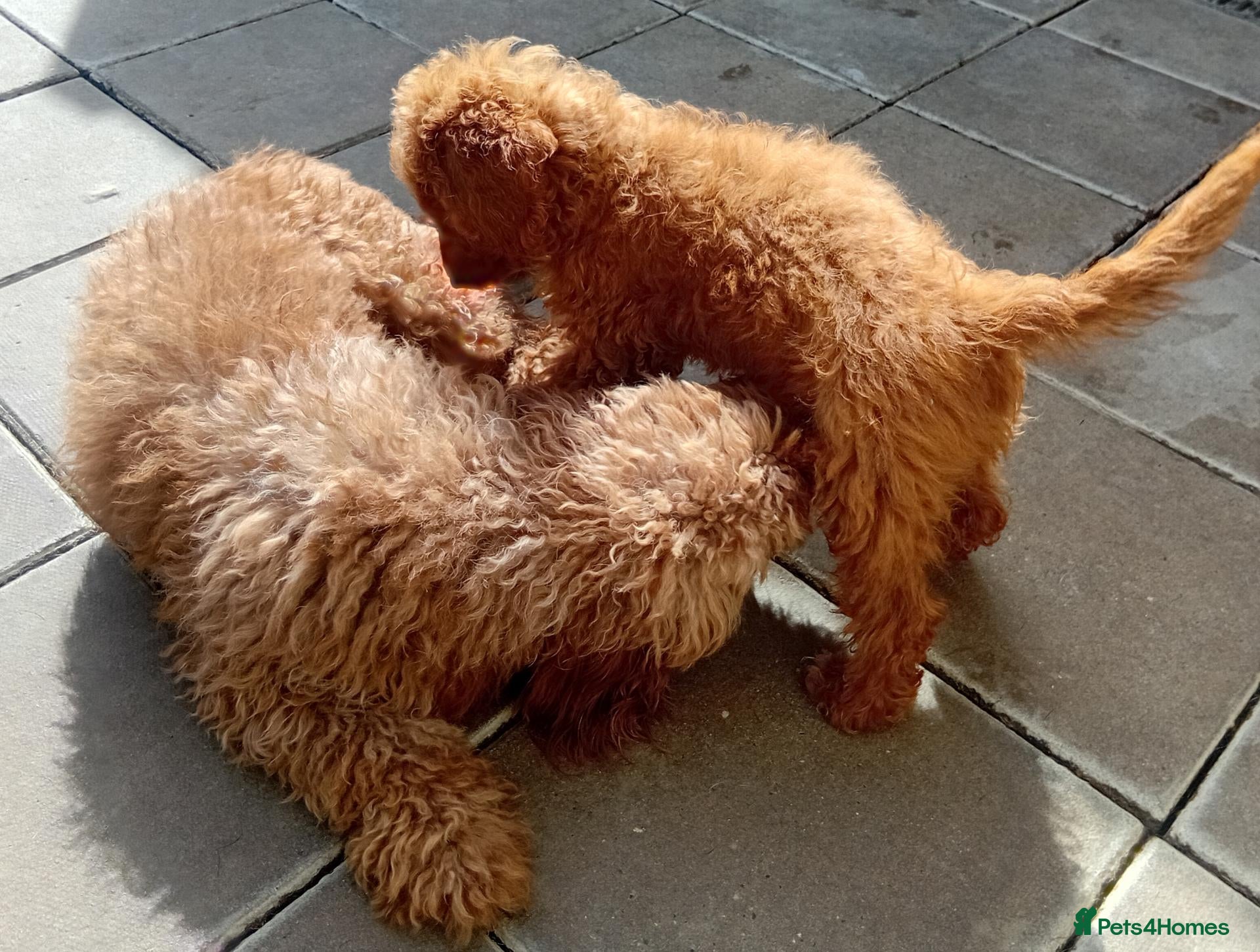 Mixed Breed dogs LAST MAN STANDING Mini poodles - Advert 2