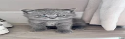 British Shorthair cats for sale: TICA registered pedigree British Shorthair kittens - Advert 7