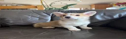 Welsh Corgi Pembroke dogs for sale: ✨KC Registered Welsh Pembrokeshire Corgi Puppies✨ - Advert 3