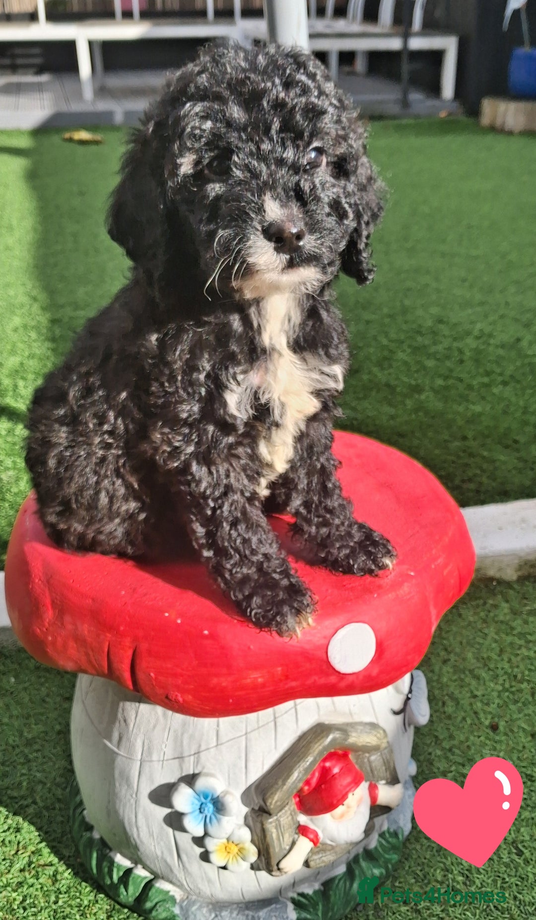 Cockapoo dogs for sale: ** LAST ADORABLE CURLY BLACK & WHITE COCKAPOOS **  - Advert 13