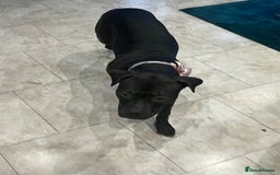 American Bully dogs for sale: American Bully- ‘Lady’ - Image 6