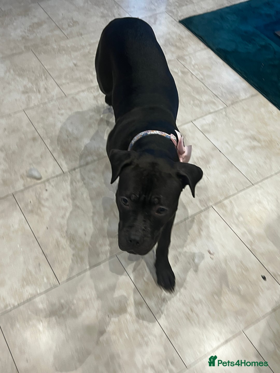 American Bully dogs for sale: American Bully- ‘Lady’ - Image 6