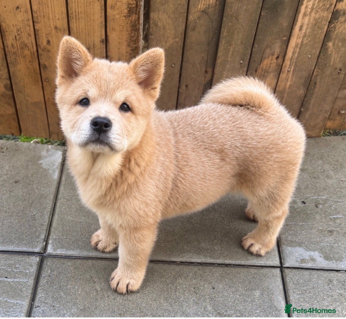 Chow Chow dogs Beautiful fawn smooth  - Advert 11