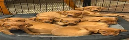 Labrador Retriever dogs for sale: KC Stunning Dark Fox Red Labrador Puppies - Advert 4