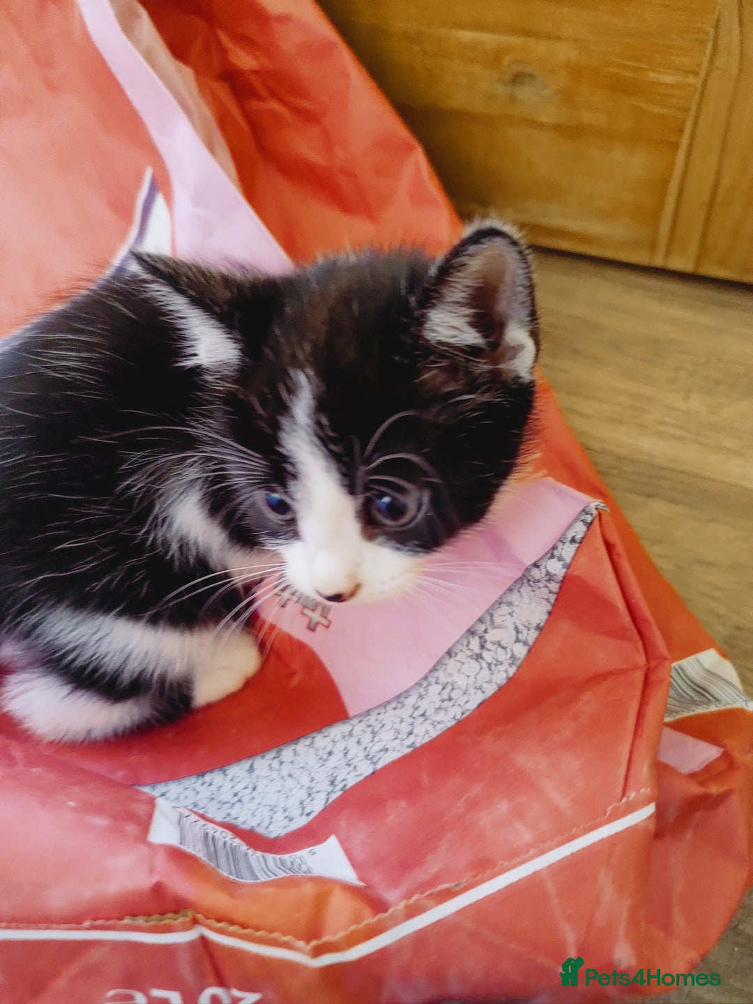 Domestic Shorthair cats for sale: Two female kittens looking for their forever homes - Image 14