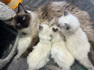 Ragdoll cats Pure Breed Ragdoll Kittens For Sale - Advert 6