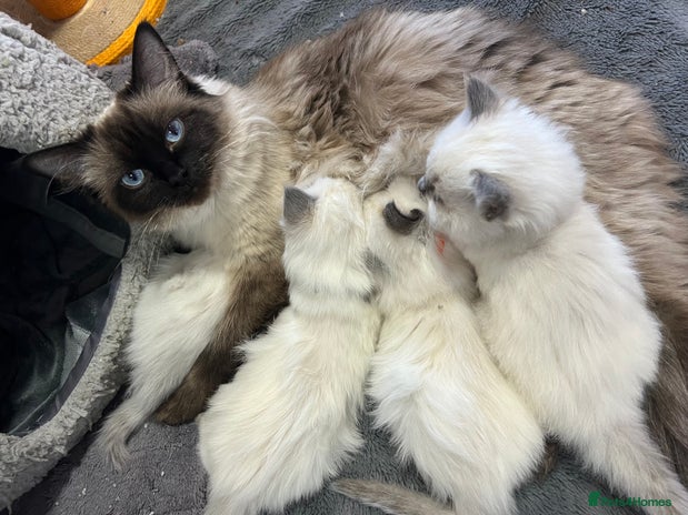 Ragdoll cats Pure Breed Ragdoll Kittens For Sale - Advert 1