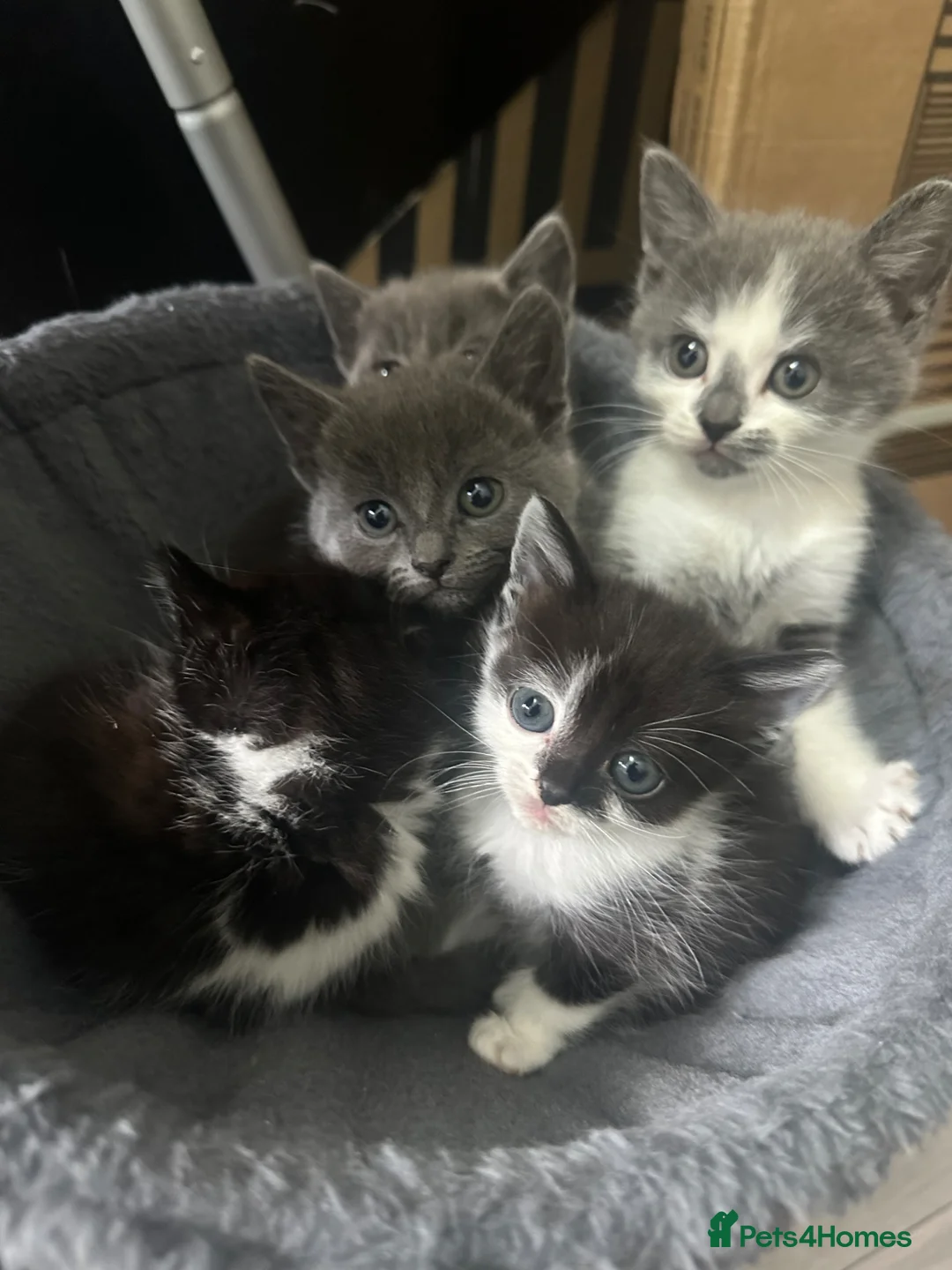 Mixed Breed cats for sale: Beautiful half Maine Coon kittens - Advert 2