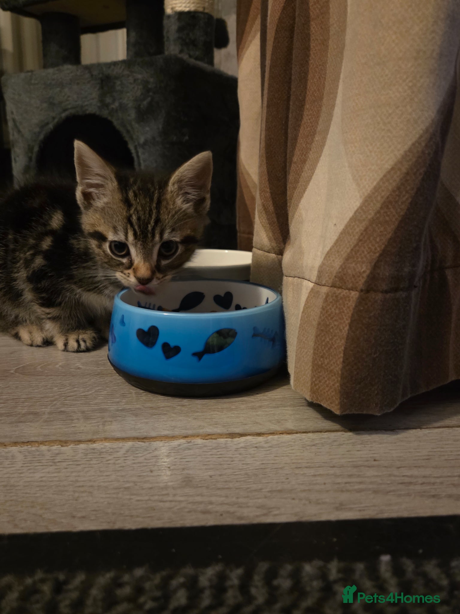Domestic Shorthair cats for sale: Male Tabby kitten  - Advert 7