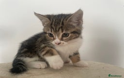 Mixed Breed cats for sale: Gorgeous tabby kittens are looking for new home  - Image 4