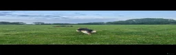 German Shepherd dogs for sale: READY NEXT WEEK working shepherd puppies - Advert 17