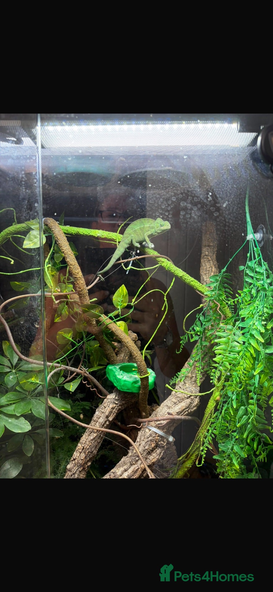 Chameleon reptiles Western Green Chameleon Male  - Advert 2