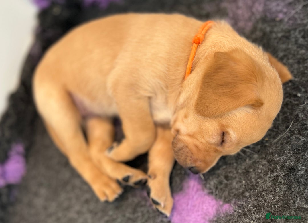 Labrador Retriever dogs for sale: Family/Working bred KC Labradors - Image 37