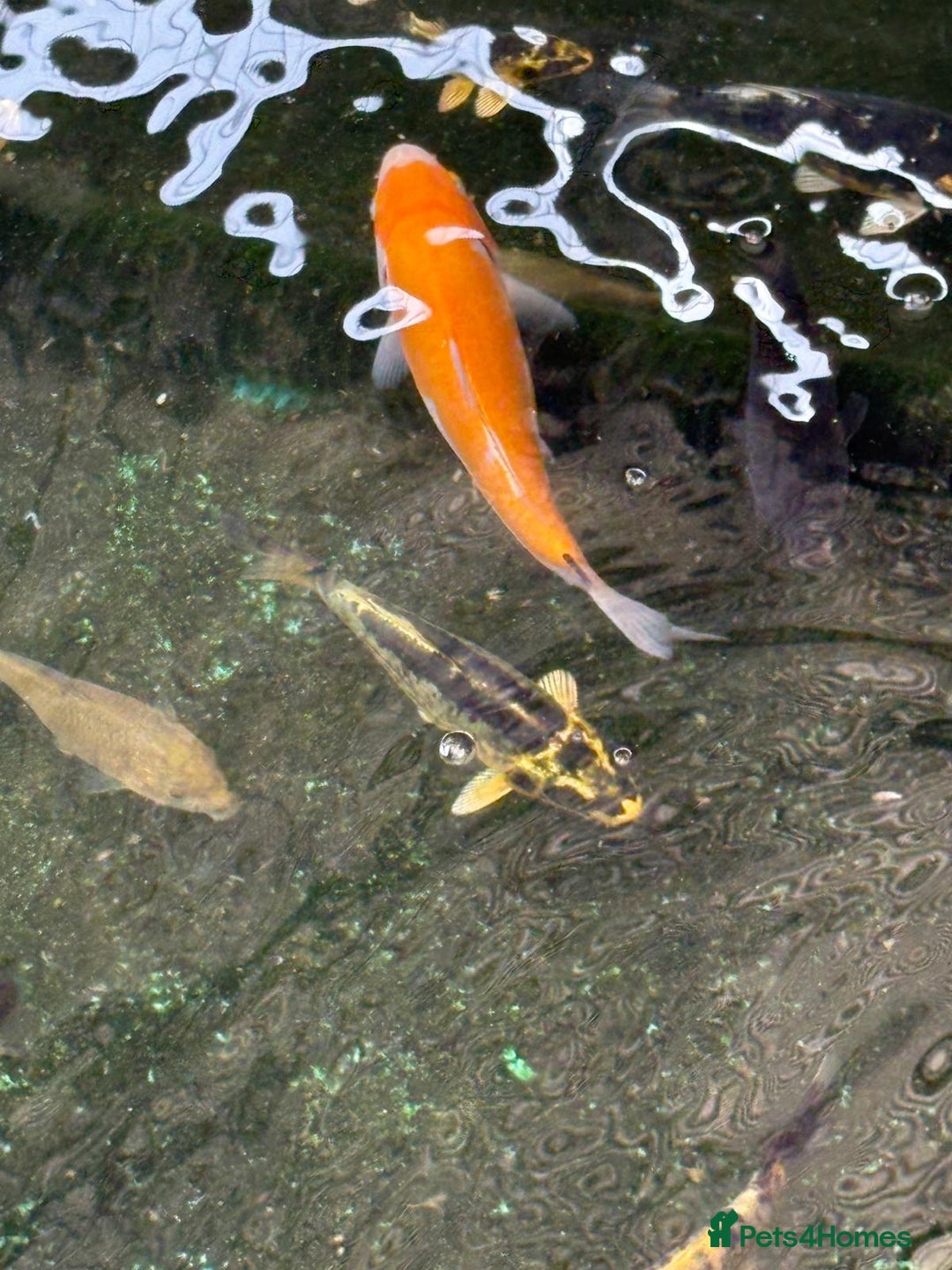 Koi Carp fish for sale: UK koi carp  - Image 36