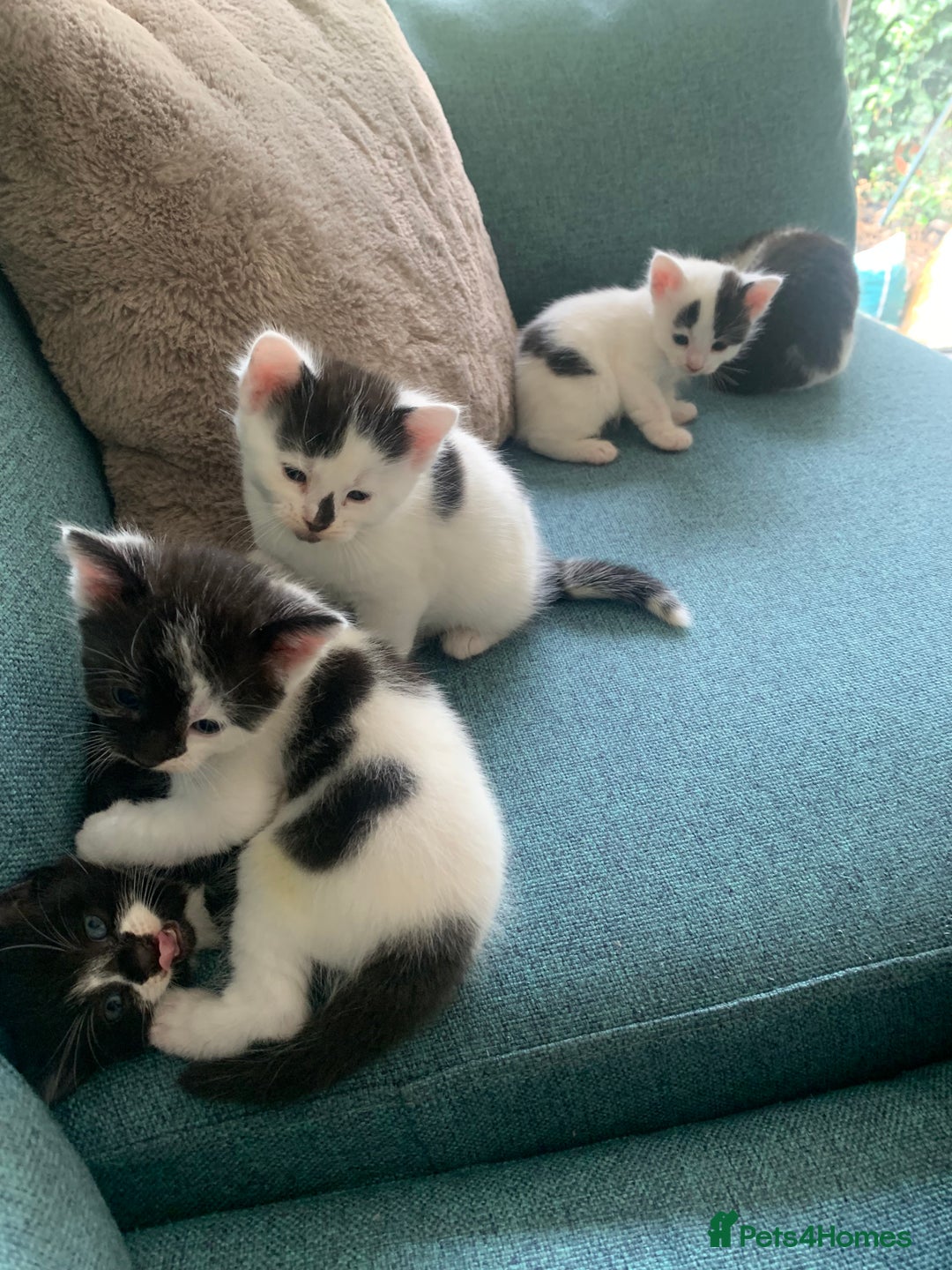 Mixed Breed cats for sale: Kittens - 2 boys 1 girl - ready to leave! - Image 15